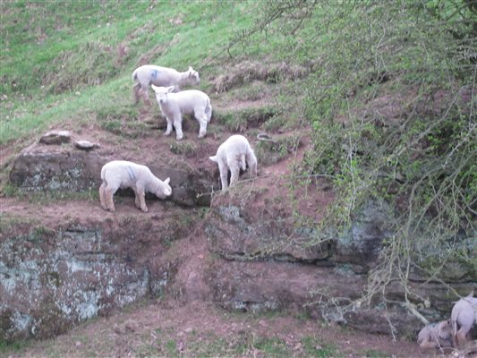 lambs in May